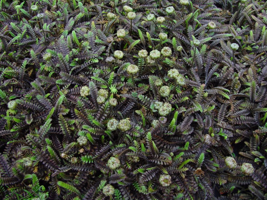 Лептинелла шероховатая Платтс Блэк