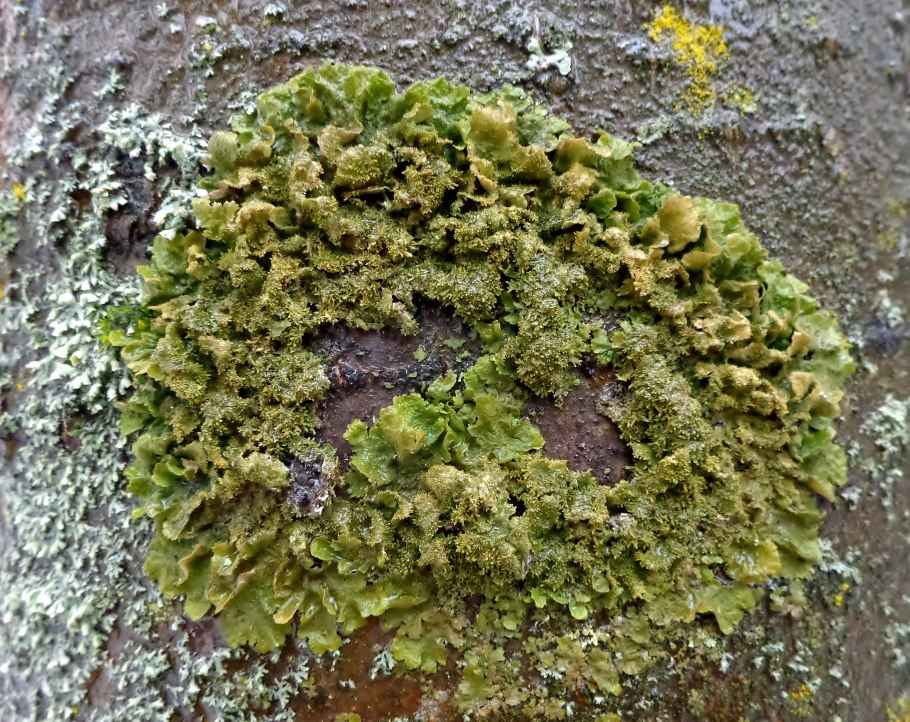 Ежовик шероховатый Sarcodon scabrosus