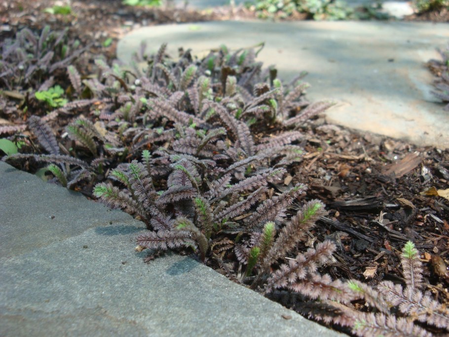 Пармелия olivacea