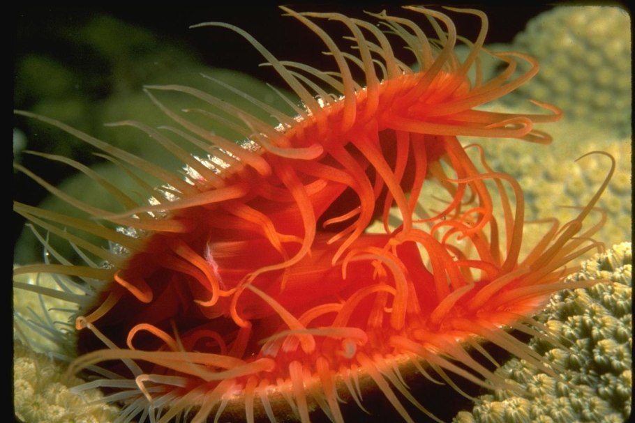 Лептинелла лапчатковая