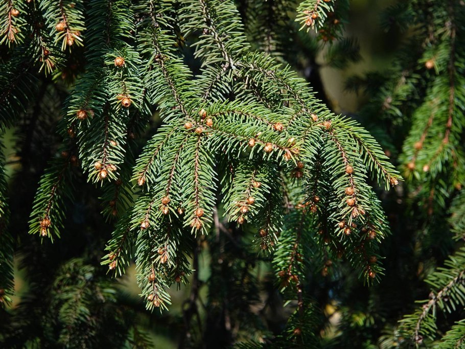 Brachythecium mildeanum