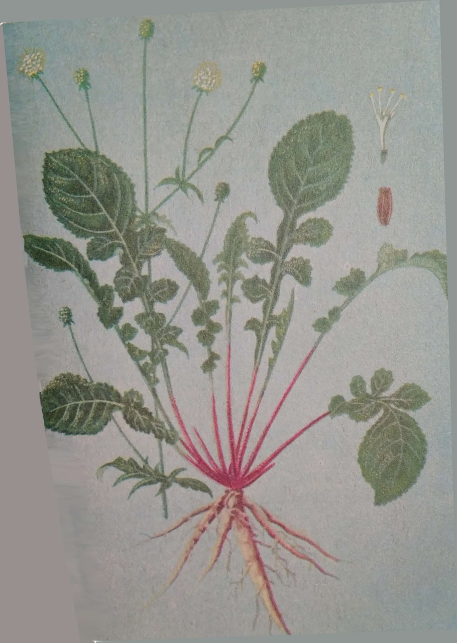 Крепидот киноварно-красный - Crepidotus cinnabarinus