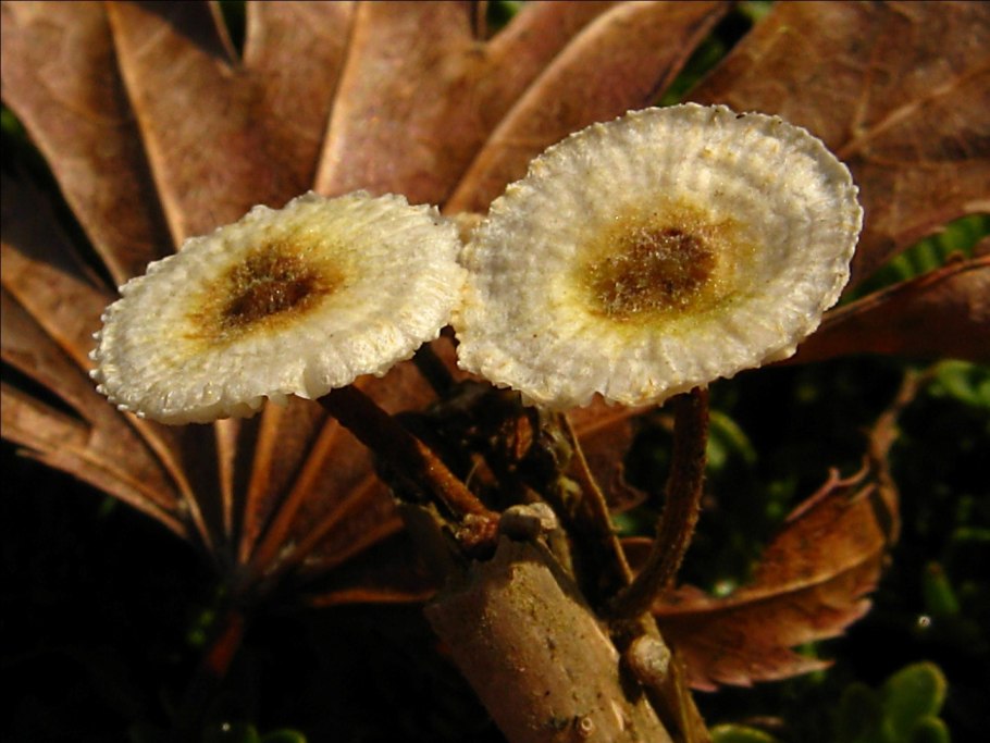 Ежовик Альпийский гриб