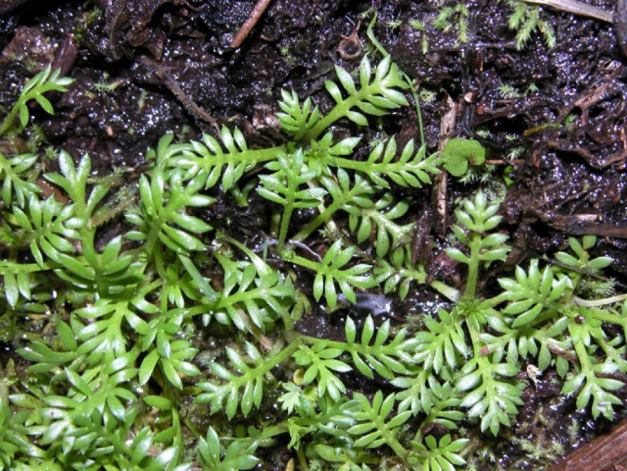 .Гортензия шершавая (Hydrangea aspera)Chocolate (хот Чоколайт)