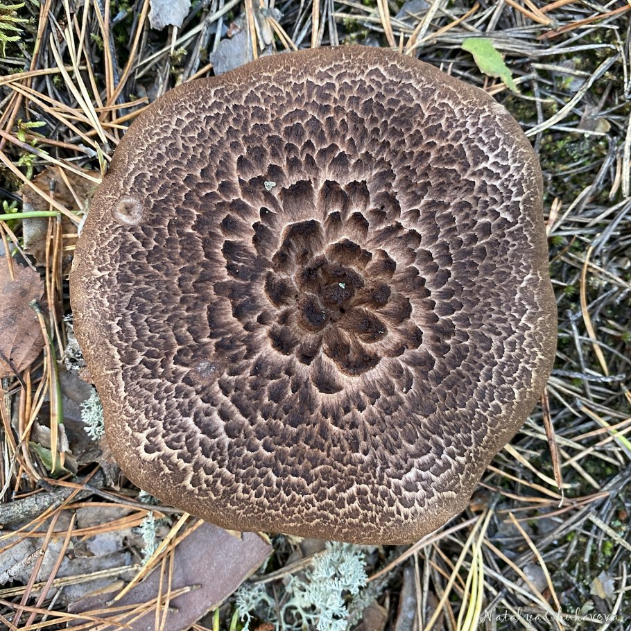 Лептинелла Котула