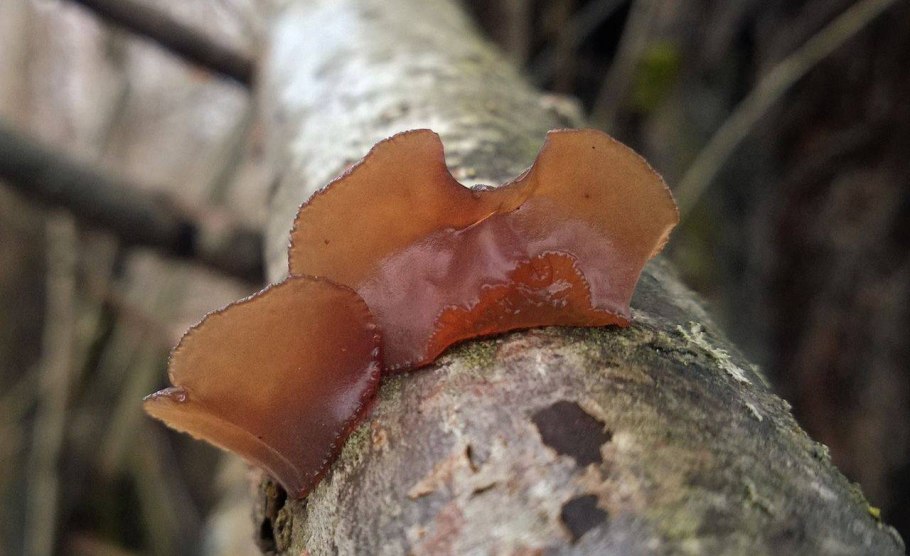 Анна кладония