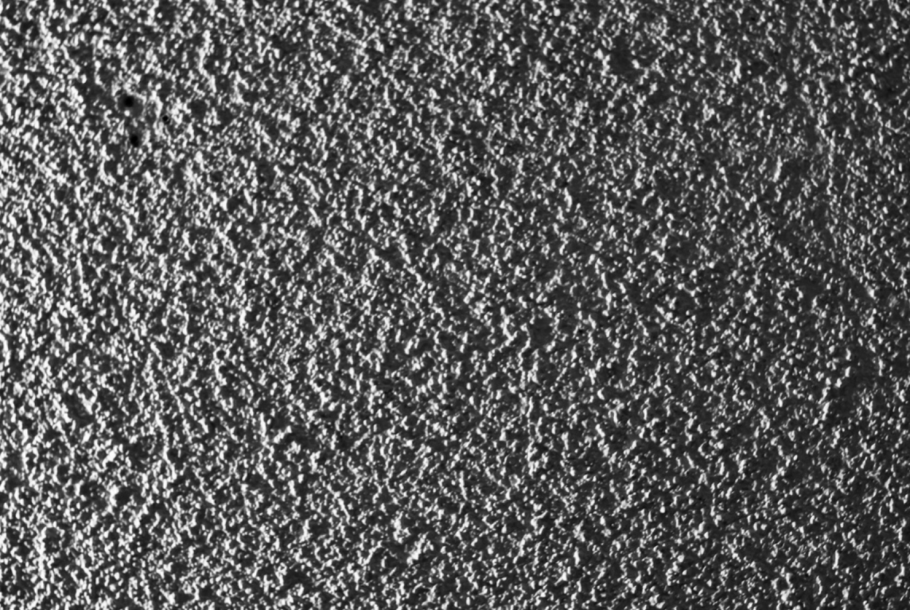 Parmelia exasperatula