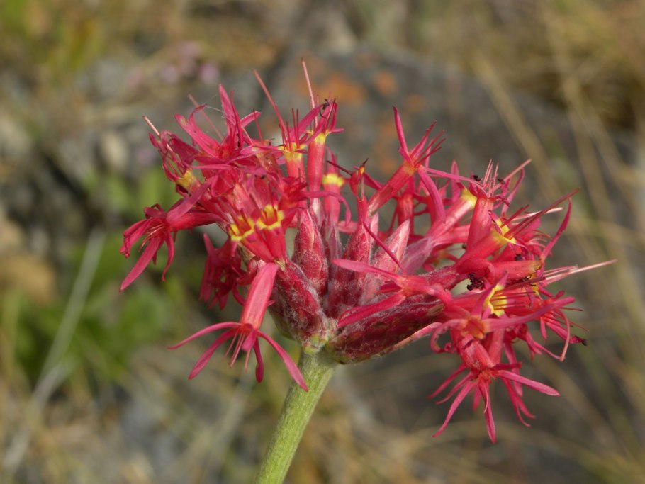 Эксидия железистая