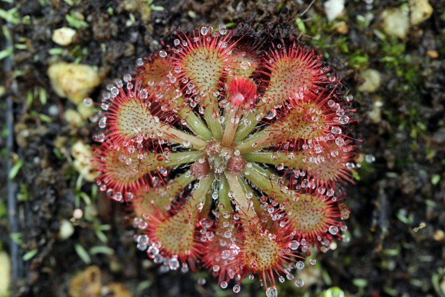 Росянка рораймская