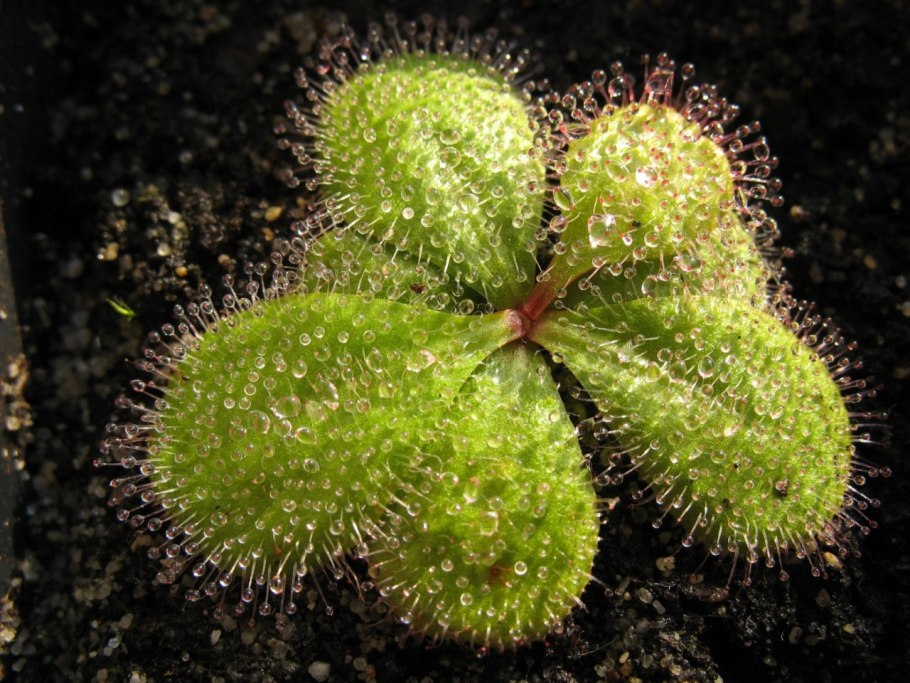 Росянка лимонниковая