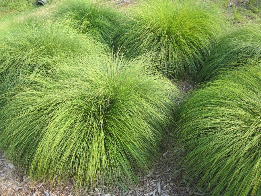 Helictotrichon pubescens (Hudson) Pilger - Овсец пушистый