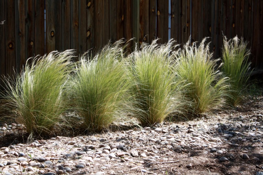 Ковыль Stipa tenuissima