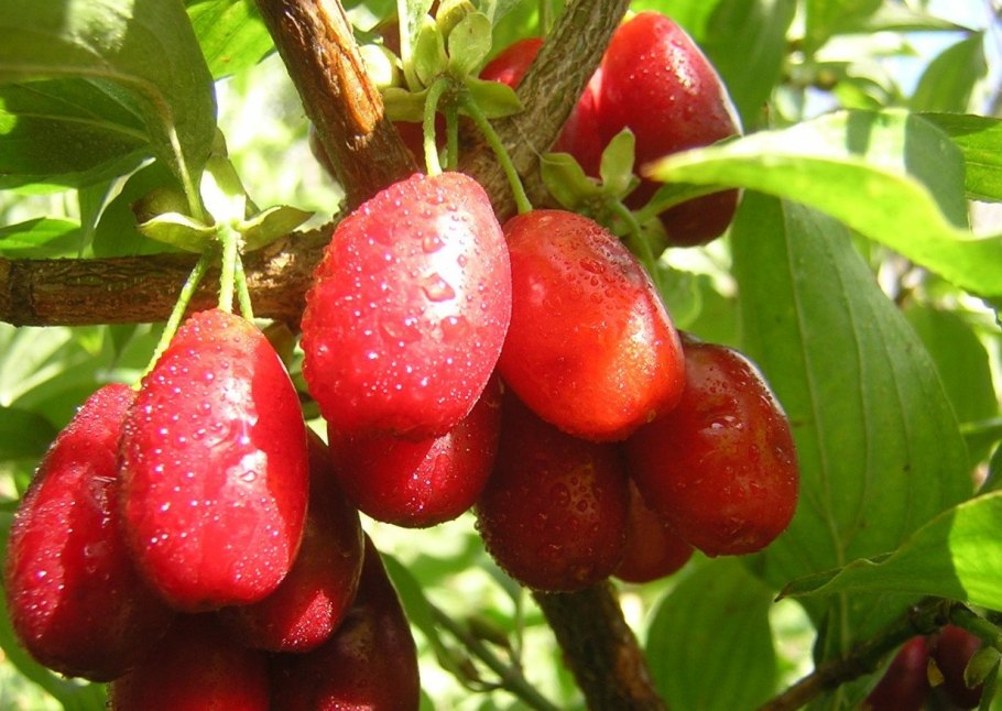 Кизил Выдубицкий