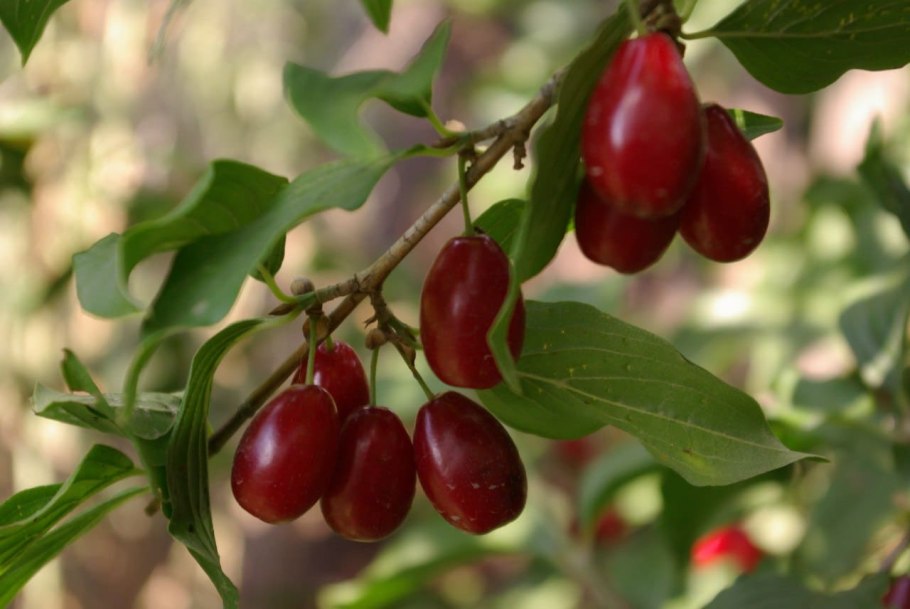 Кизил Семен