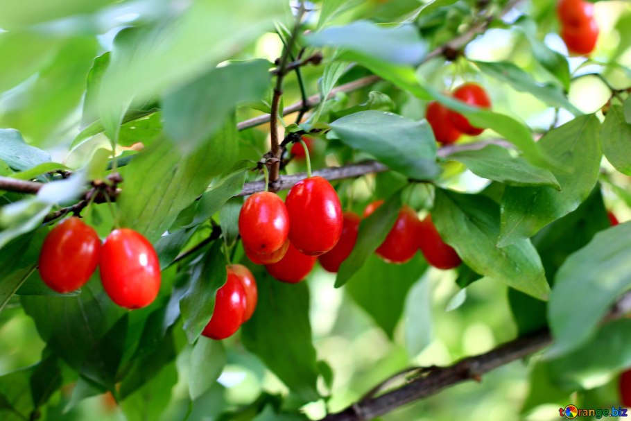 Кизил обыкновенный дерево