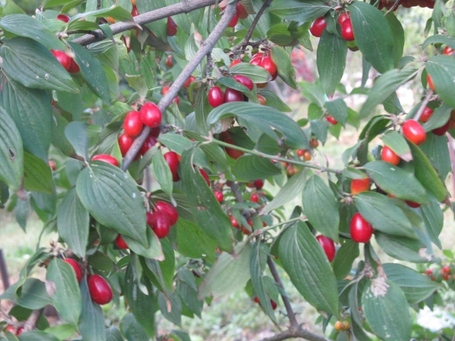 Кизил Ботаническая иллюстрация