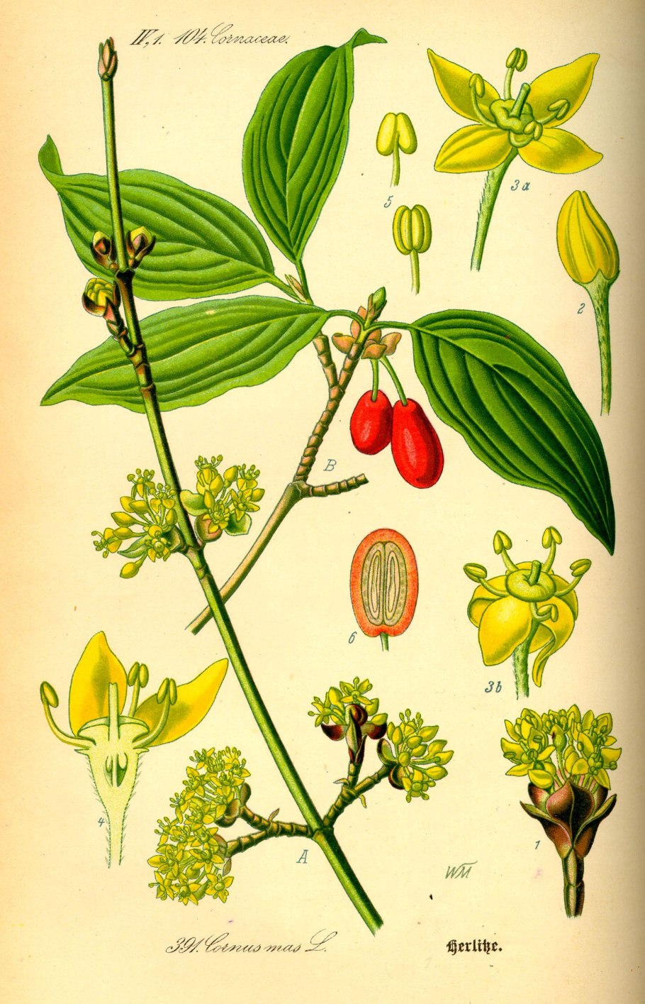 Кизил (Cornus)