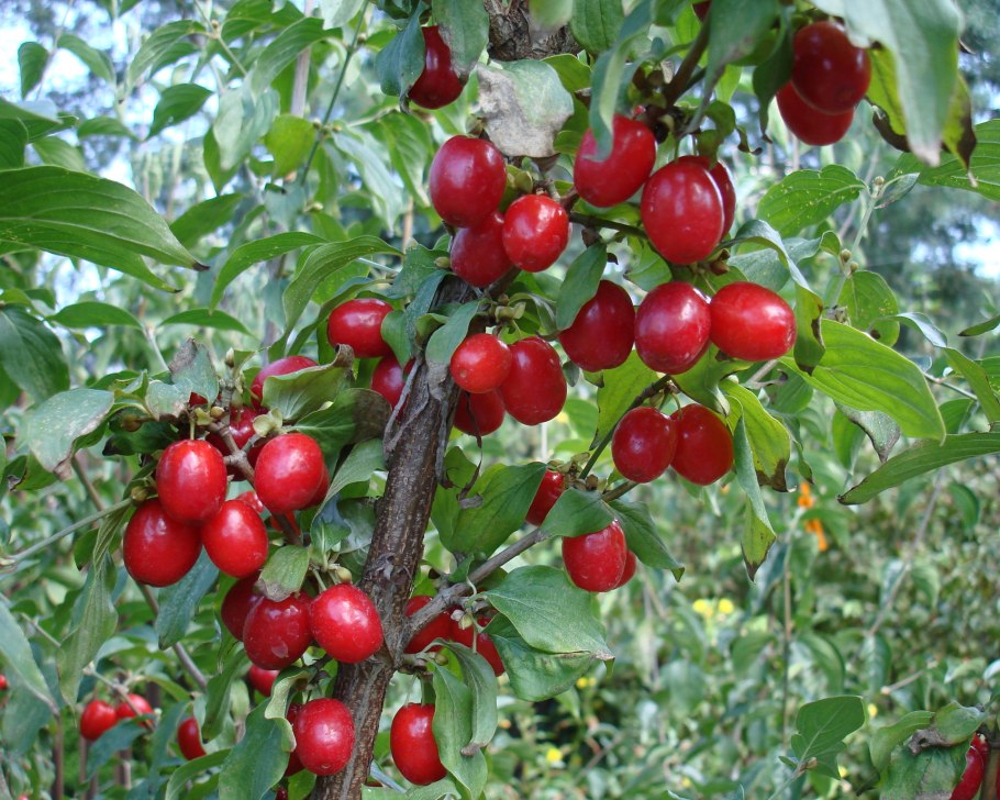 Кизил Михайловский