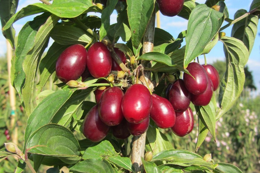 Кизил обыкновенный (Cornus mas)