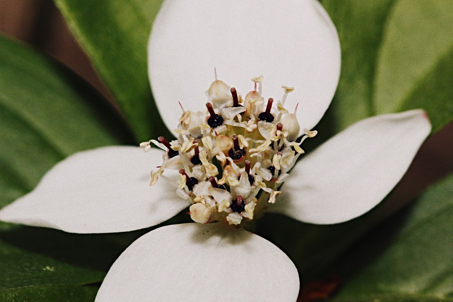 Кудрания клубничное дерево