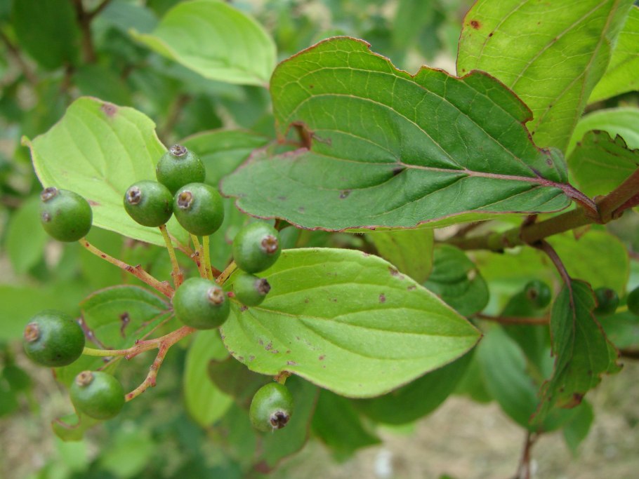 Что такое Cornelian Cherry кизил