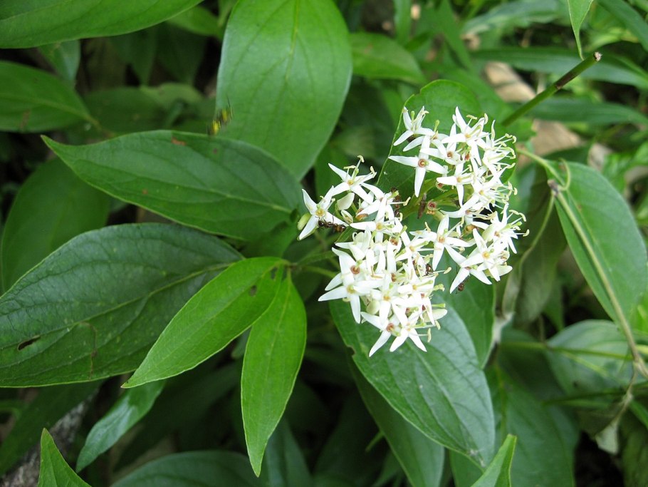 Дерен мужской Cornus mas