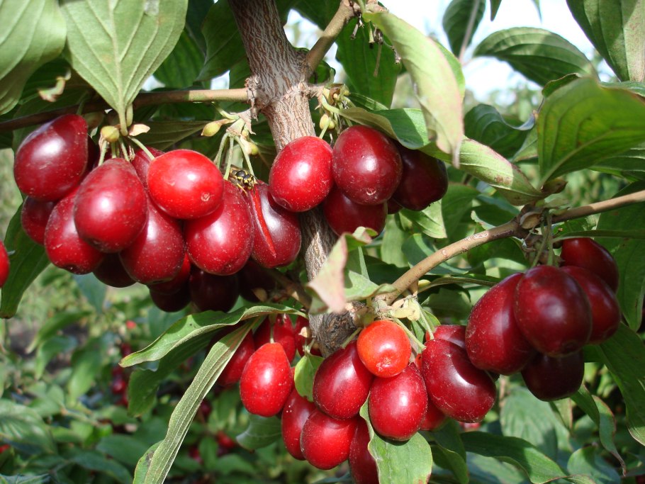 Кизил Cornus mas