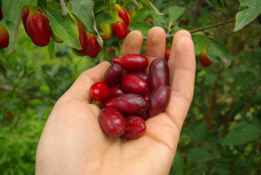 Кизил МОСВИР