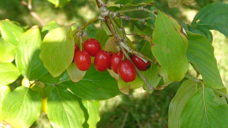 Кизил cornus mas
