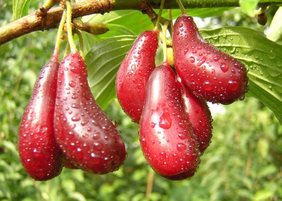 Кизил обыкновенный (Cornus mas)