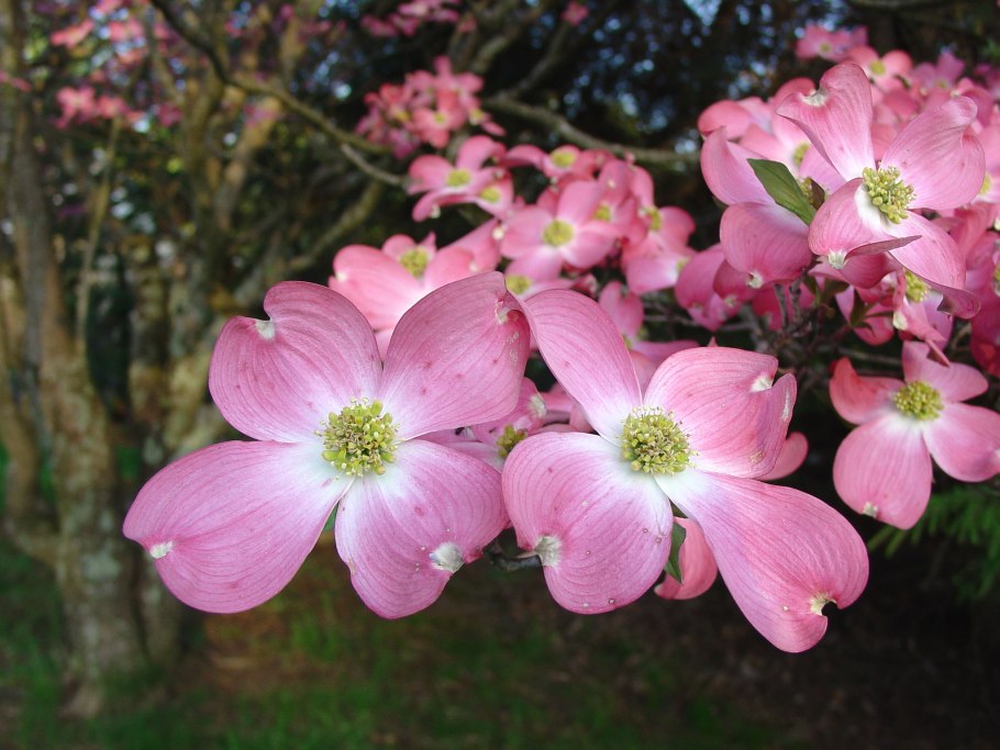 Кизил обыкновенный (Cornus mas)