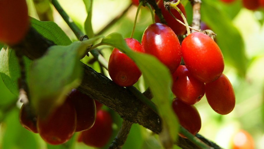 Кизил владимирский