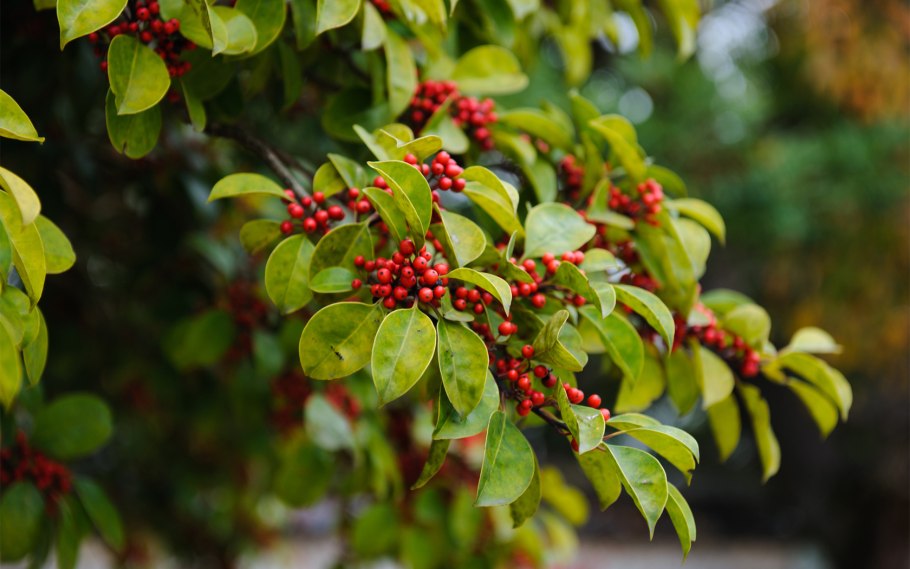 Падуб остролистный