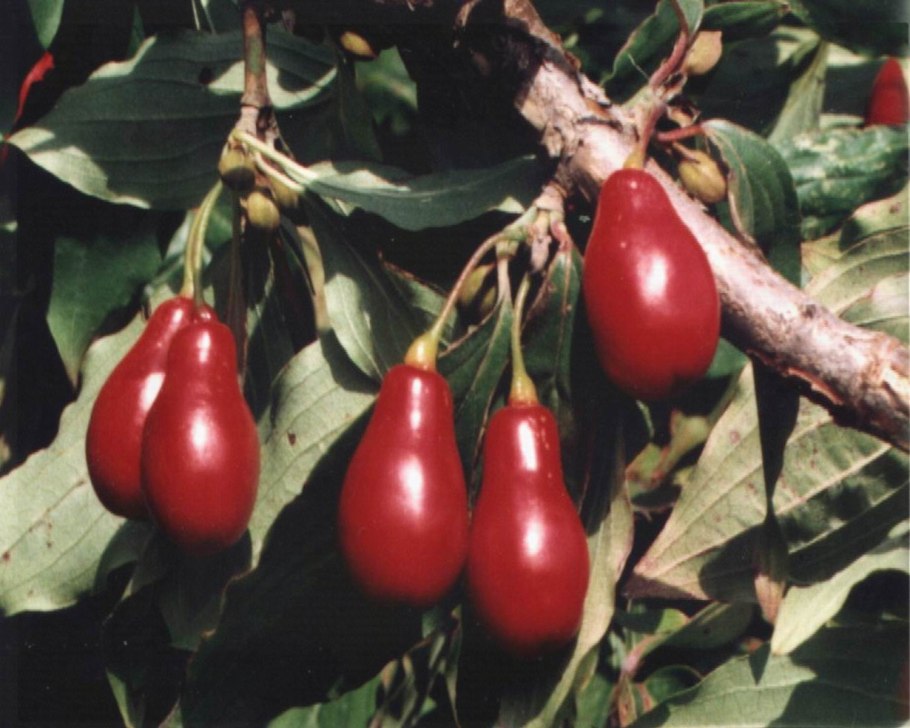 Цветок японская аукуба