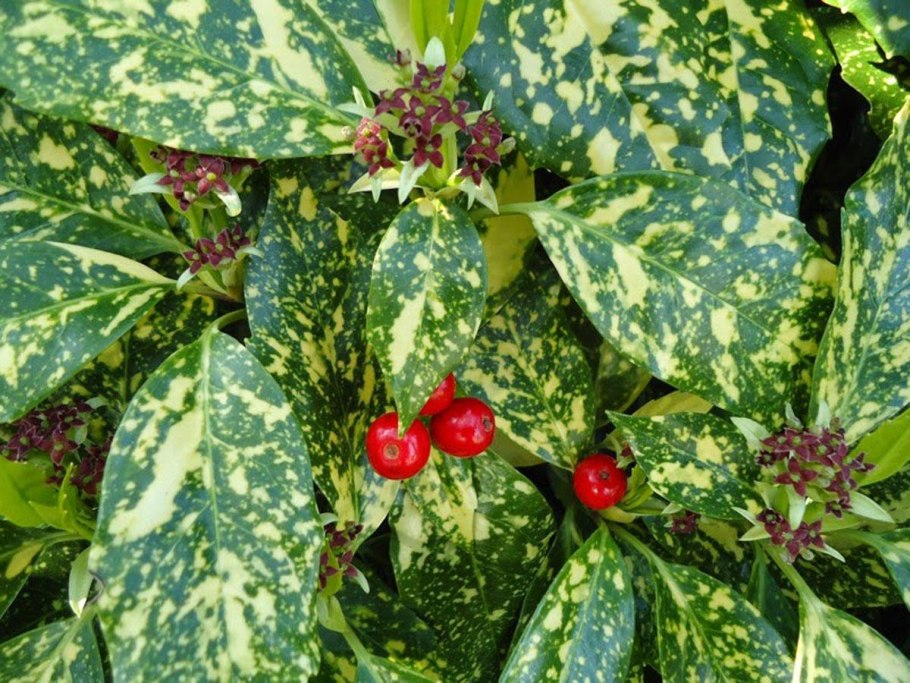 Кизильник черноплодный куст