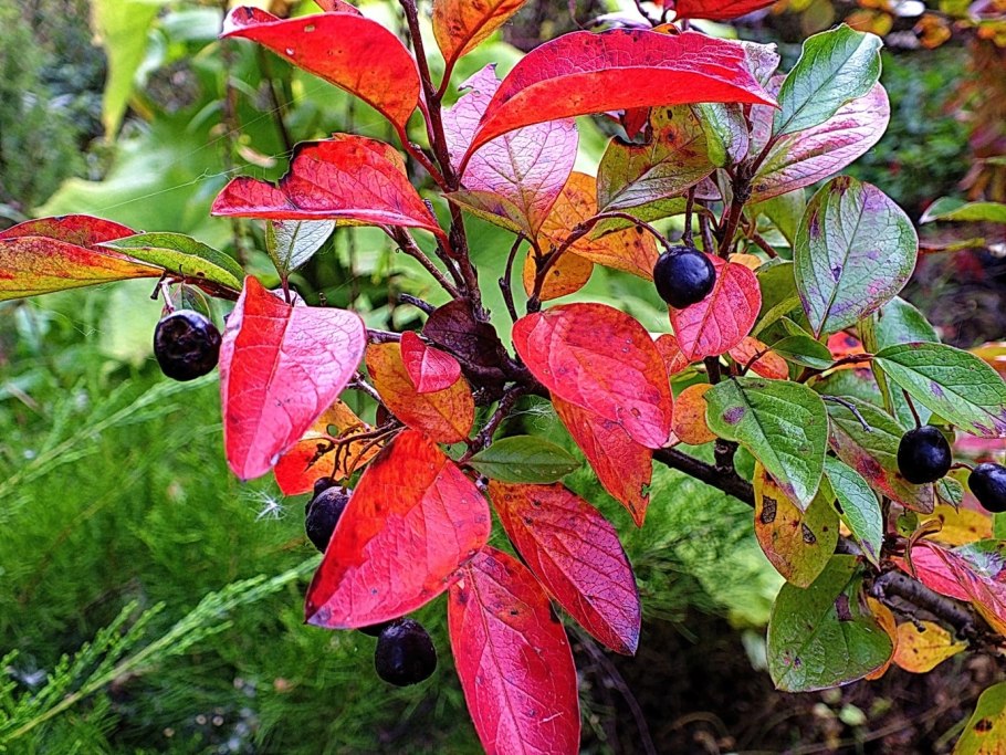 Кизил Шайтанова ягода