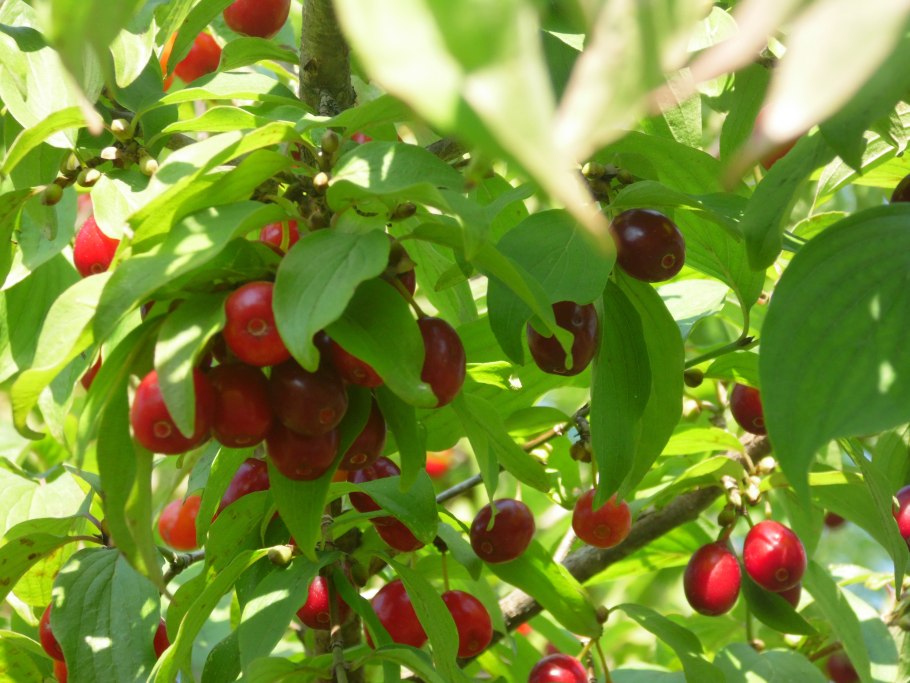 Свидина душистая