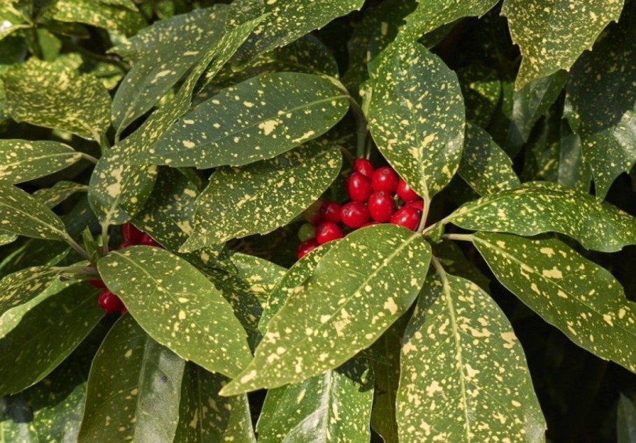 Кизил желтый