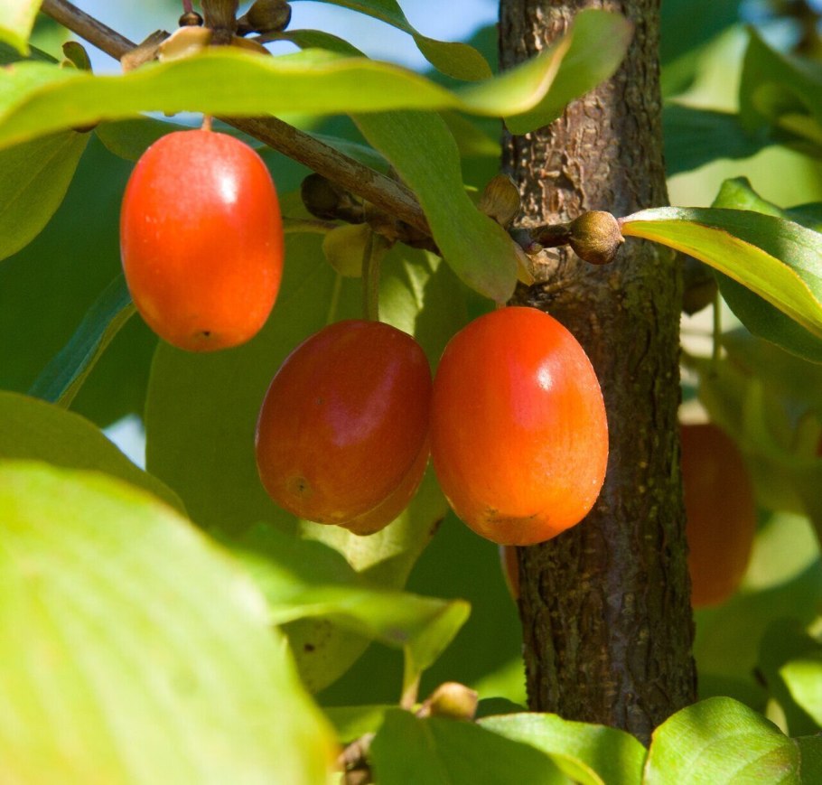 Кизил Cornus mas