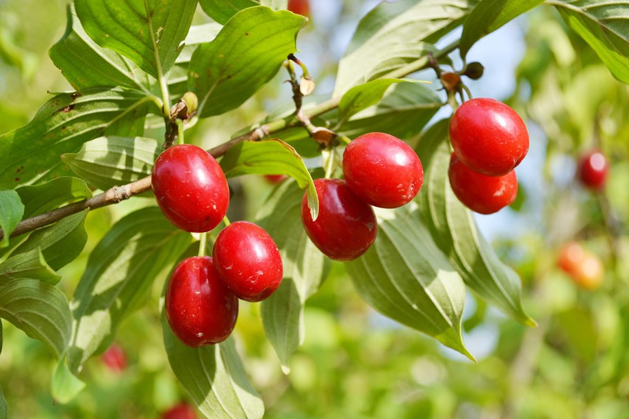 Кизил обыкновенный