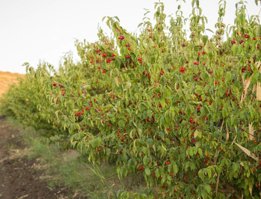 Кизил кустарник