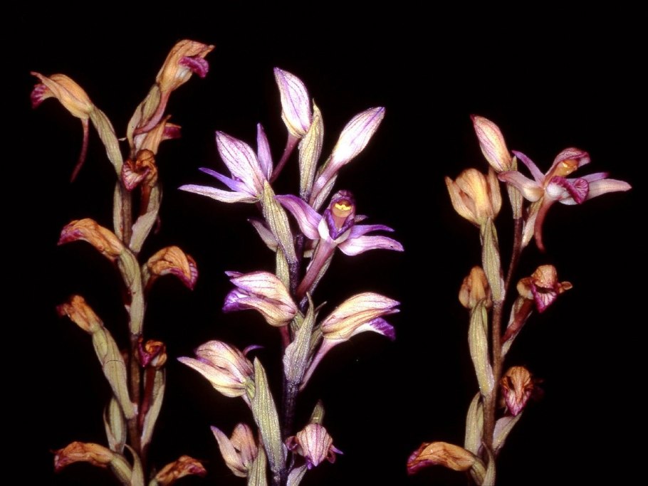 Iris Lactea
