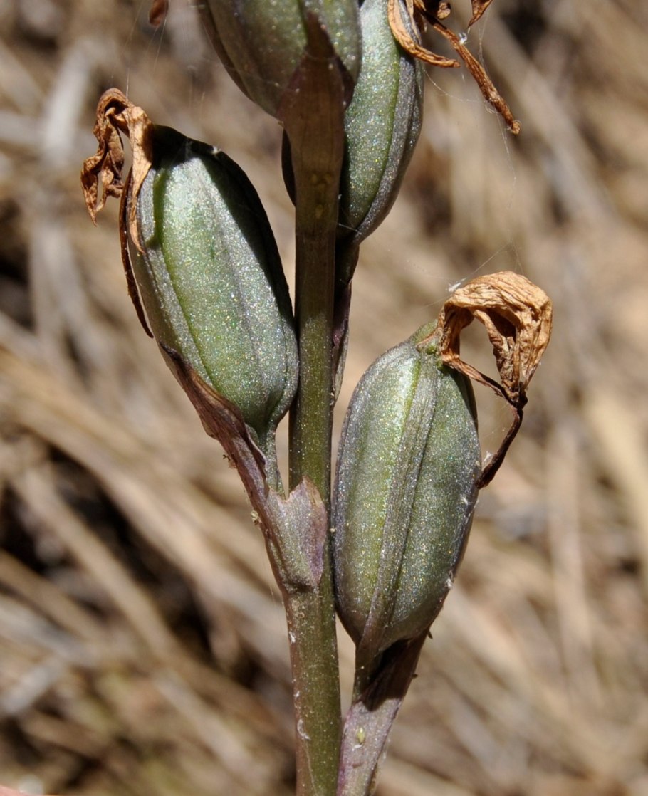 Kelebek Orkidesi Anacamptis papilionacea