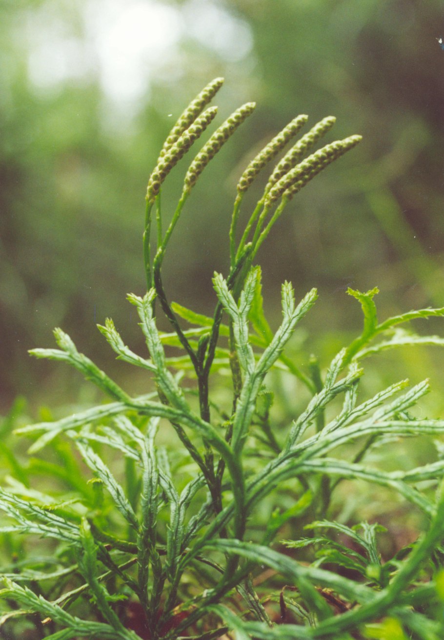 Плаун Дифазиаструм сплюснутый
