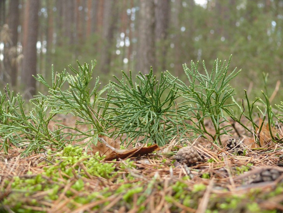 Плаун сплюснутый ( l.complanatum)
