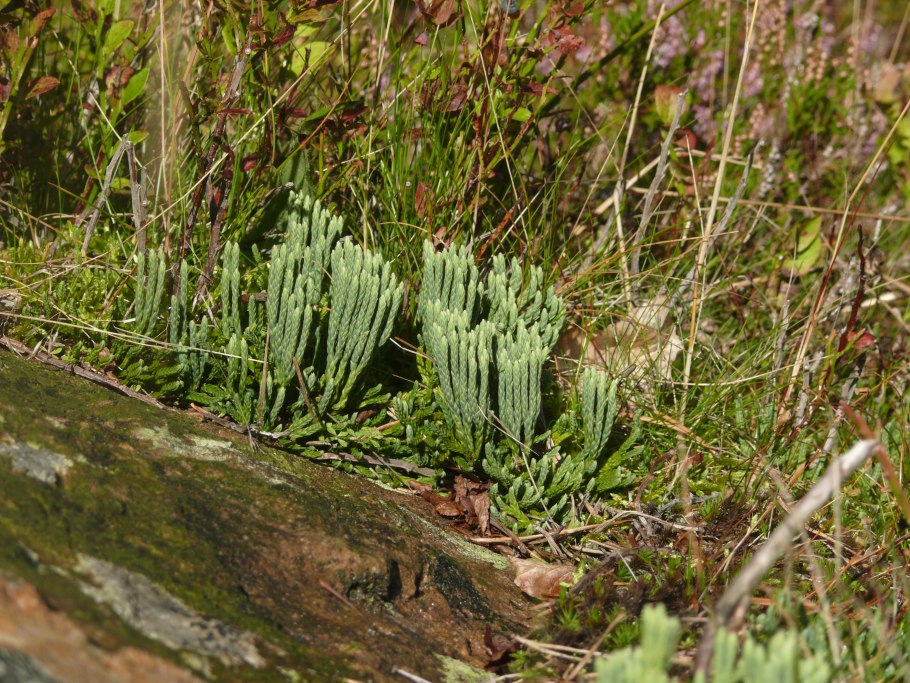 Двурядник трехколосковый фото