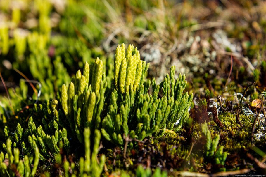 Diphasiastrum alpinum