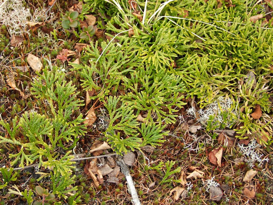 Дифазиаструм сплюснутый