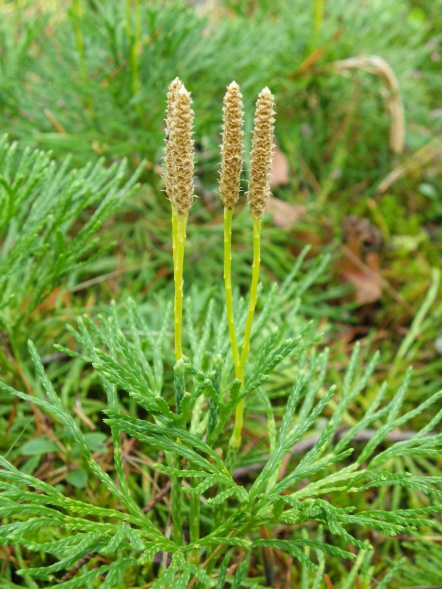 Плаун Дифазиаструм сплюснутый