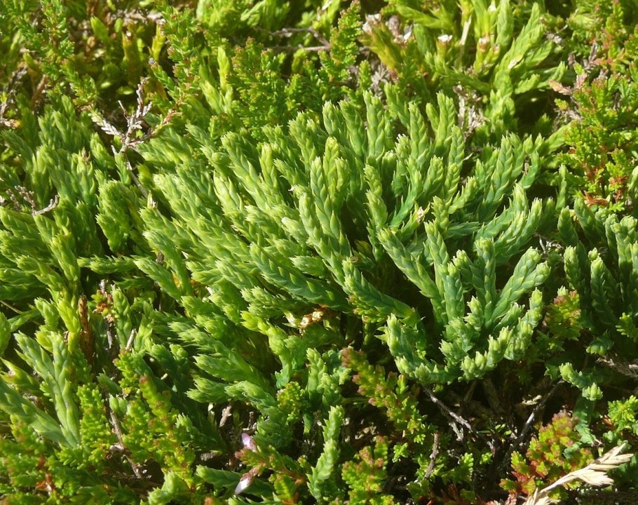 Дифазиаструм трехколосковый